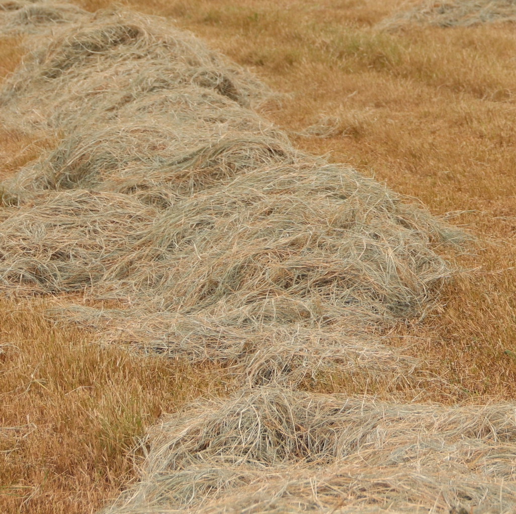 Bermuda grown in drought won ‘22 GFB Hay Contest